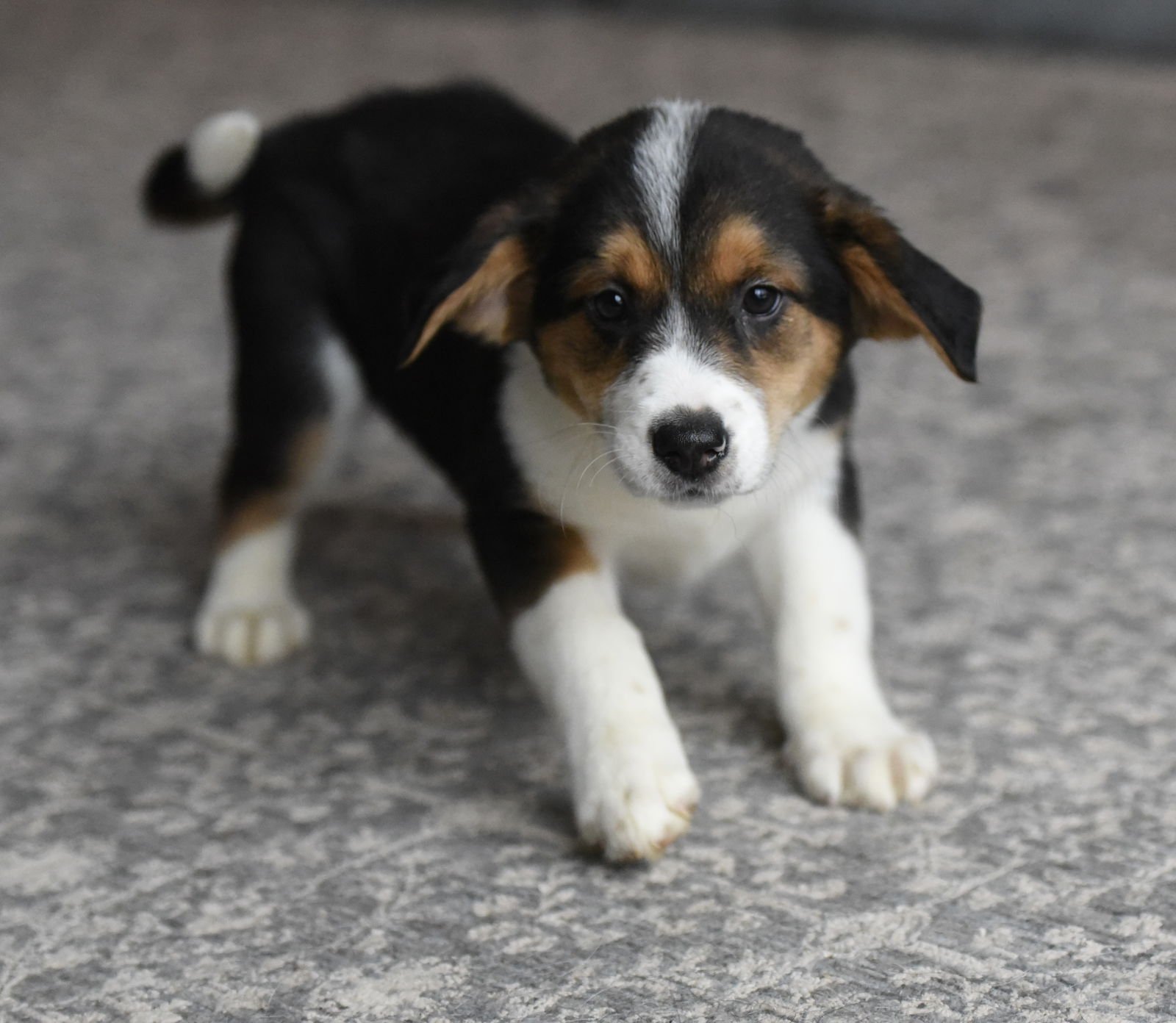 PETRA - Beagle / Border Collie available for adoption