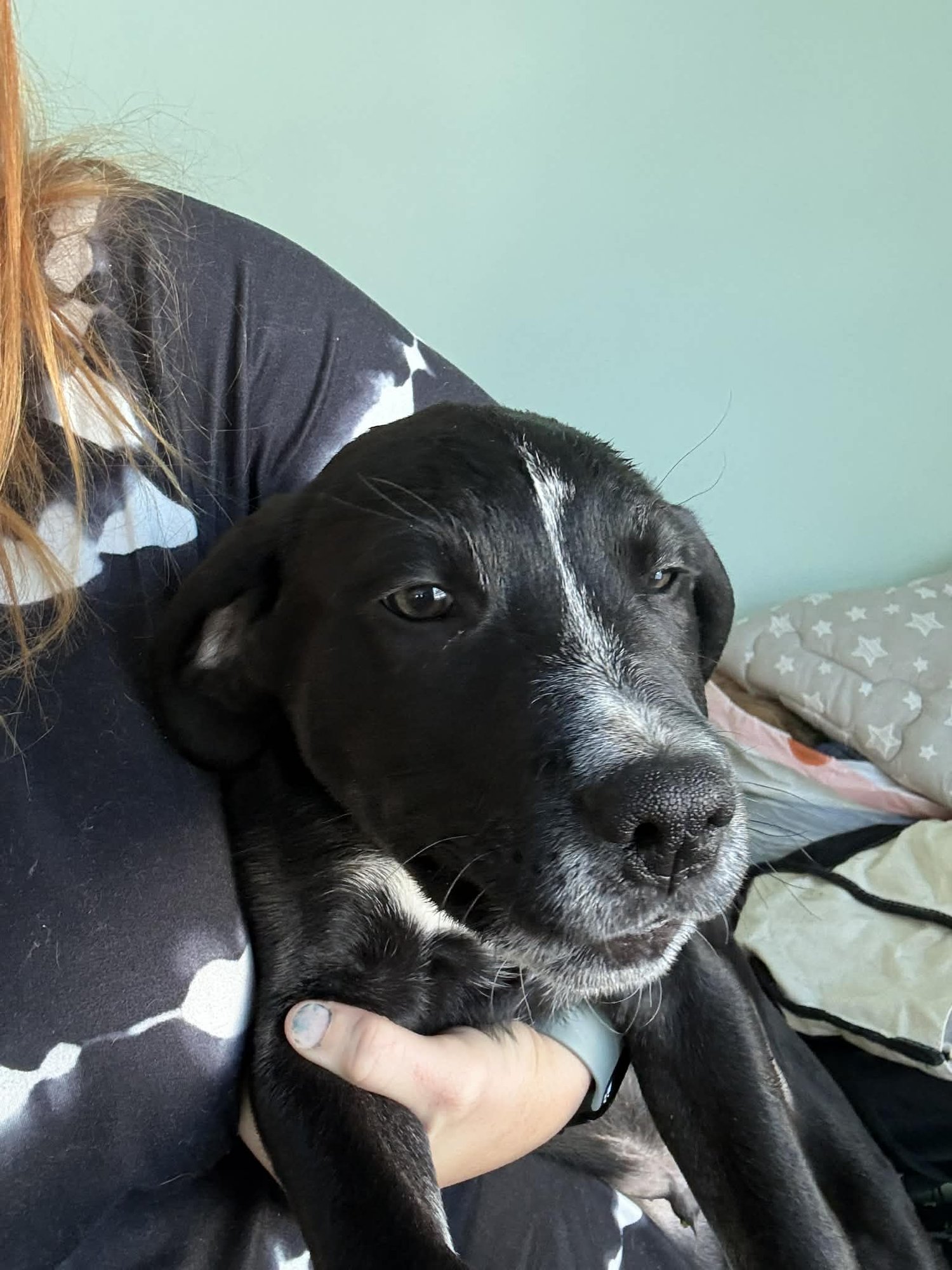 LANE - Labrador Retriever / Shepherd available for adoption