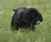 Wyatt - Photo 1