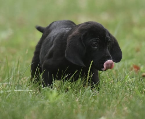 WYATT - Shepherd / Retriever available for adoption