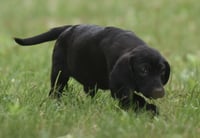 Wyatt - Photo 2