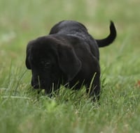 Wyatt - Photo 3