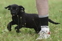 Wyatt - Photo 4