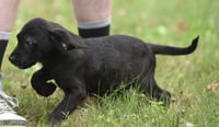 Wyatt - Photo 5