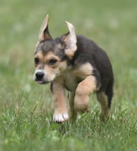 Willow - Photo 3