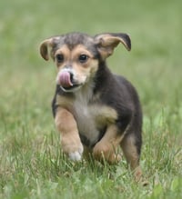Willow - Photo 4