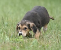 Willow - Photo 5