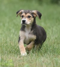 Willow - Photo 6