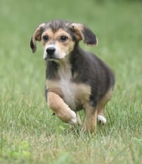 Willow - Photo 7