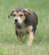 Willow - Photo 8