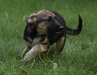 Ragan - Photo 6