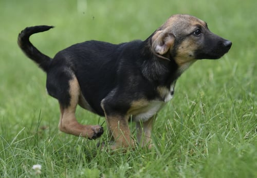 RAGAN - Shepherd / Australian Cattle Dog/Blue Heeler available for adoption