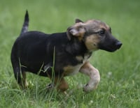 Ragan - Photo 4