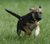 Ragan - Photo 9
