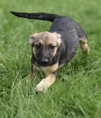 Ragan - Photo 3
