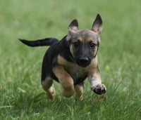 Ragan - Photo 7