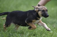 Ragan - Photo 5