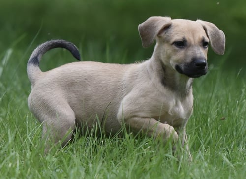 SANABELLE - Terrier / Boxer for adoption in Harrisburg