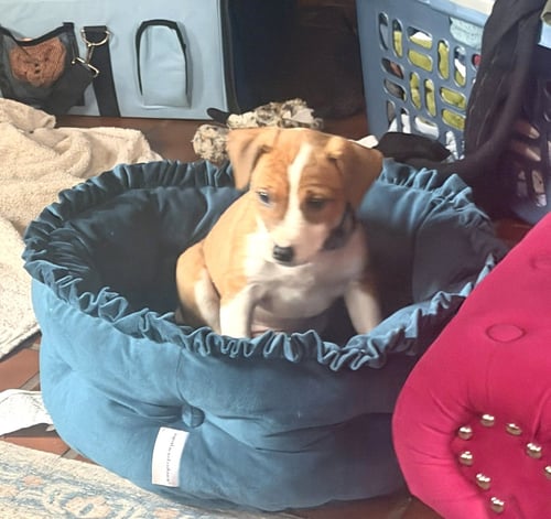 TASHA - Beagle / Boxer available for adoption