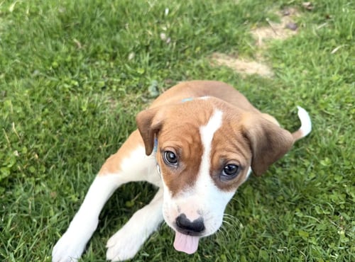 TASHA - Beagle / Boxer available for adoption