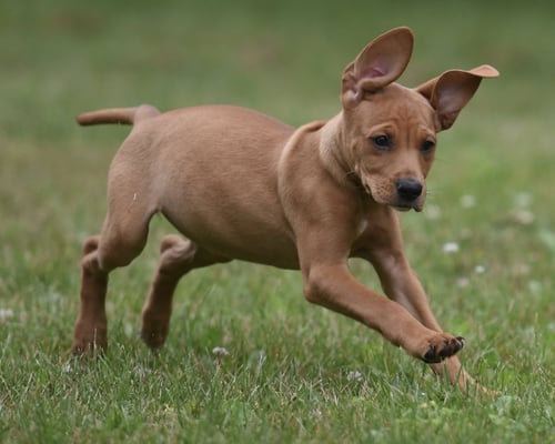NOOR - Labrador Retriever / Hound for adoption in Harrisburg