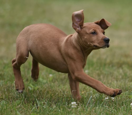 NOOR - Labrador Retriever / Hound available for adoption