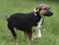 Remi - Photo 9