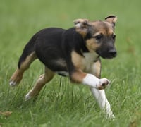 Remi - Photo 7
