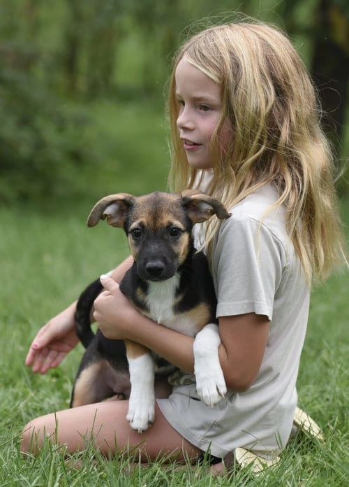 REMI - Shepherd / Australian Cattle Dog/Blue Heeler for adoption in Harrisburg