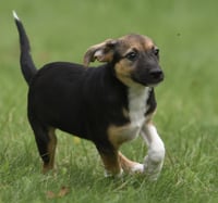 Remi - Photo 6