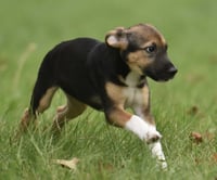Remi - Photo 3
