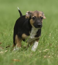 Remi - Photo 5