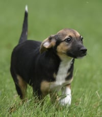 Remi - Photo 8
