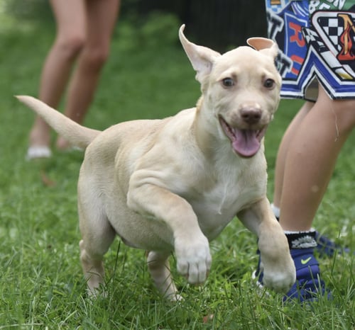VIOLET - Labrador Retriever for adoption in Harrisburg