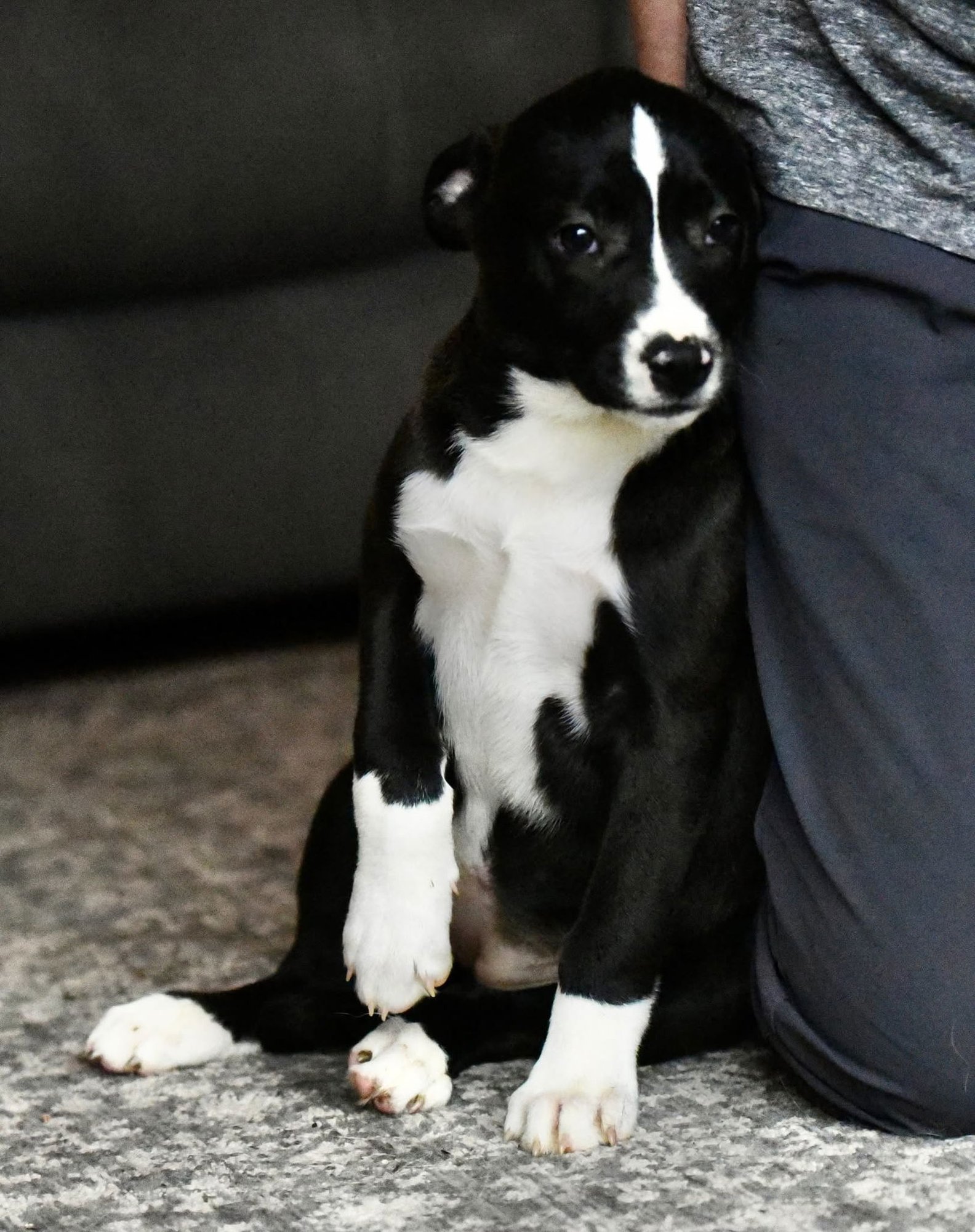 DEMI - American Bulldog / Labrador Retriever available for adoption