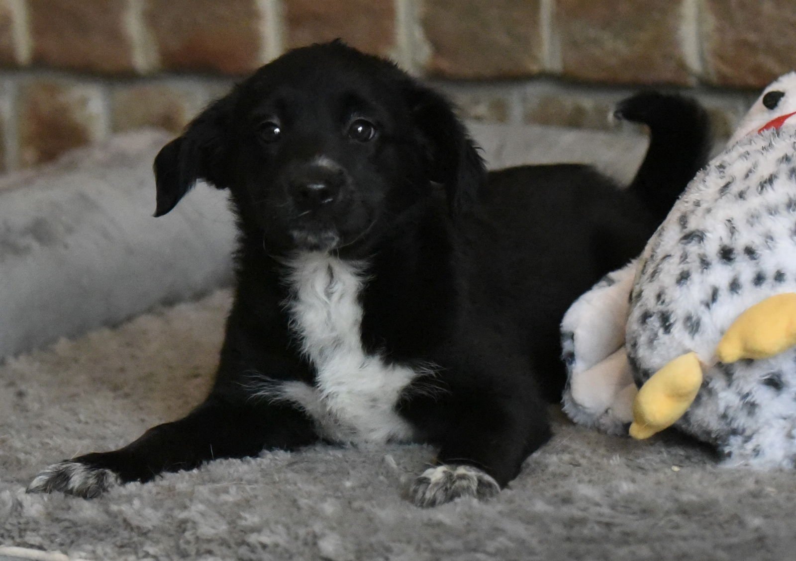 PAISLEY - Beagle / Border Collie available for adoption