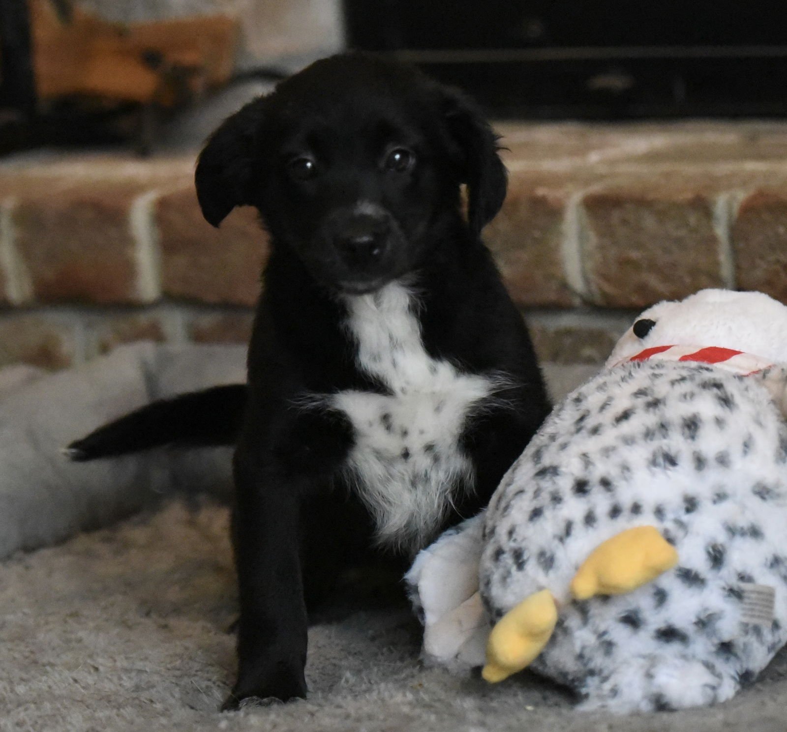 PAISLEY - Beagle / Border Collie available for adoption