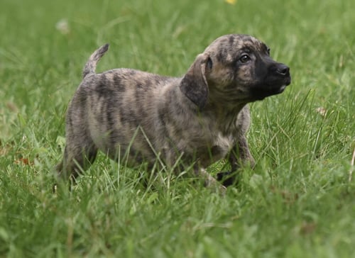 SILAS - Terrier / Boxer available for adoption