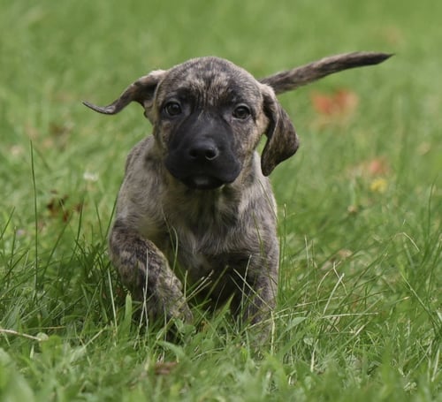 SILAS - Terrier / Boxer available for adoption