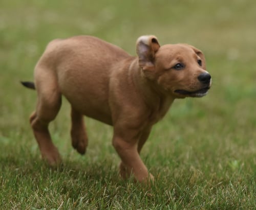NINA - Labrador Retriever / Hound for adoption in Harrisburg