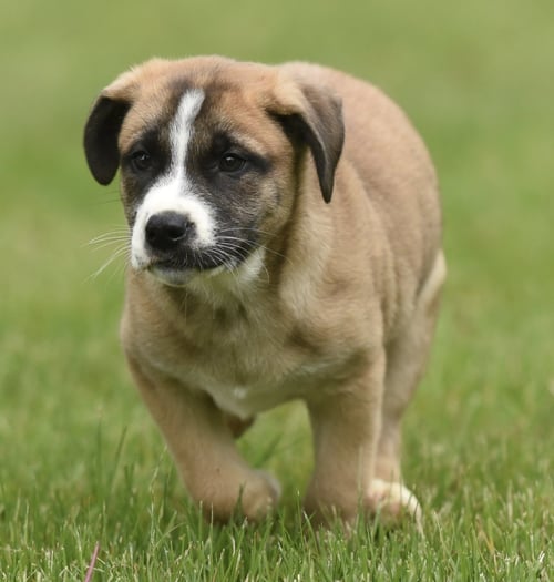ANGUS