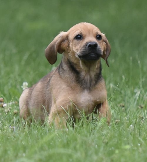 WAYLON - Shepherd / Retriever available for adoption
