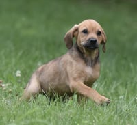 Waylon - Photo 2