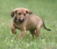Waylon - Photo 11