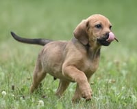 Waylon - Photo 12