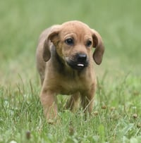 Waylon - Photo 13