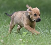 Waylon - Photo 3