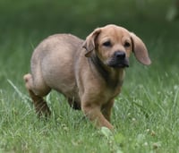 Waylon - Photo 4