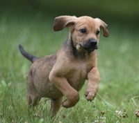Waylon - Photo 6