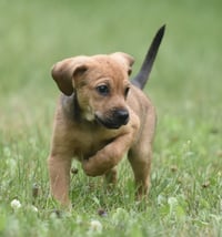 Waylon - Photo 8